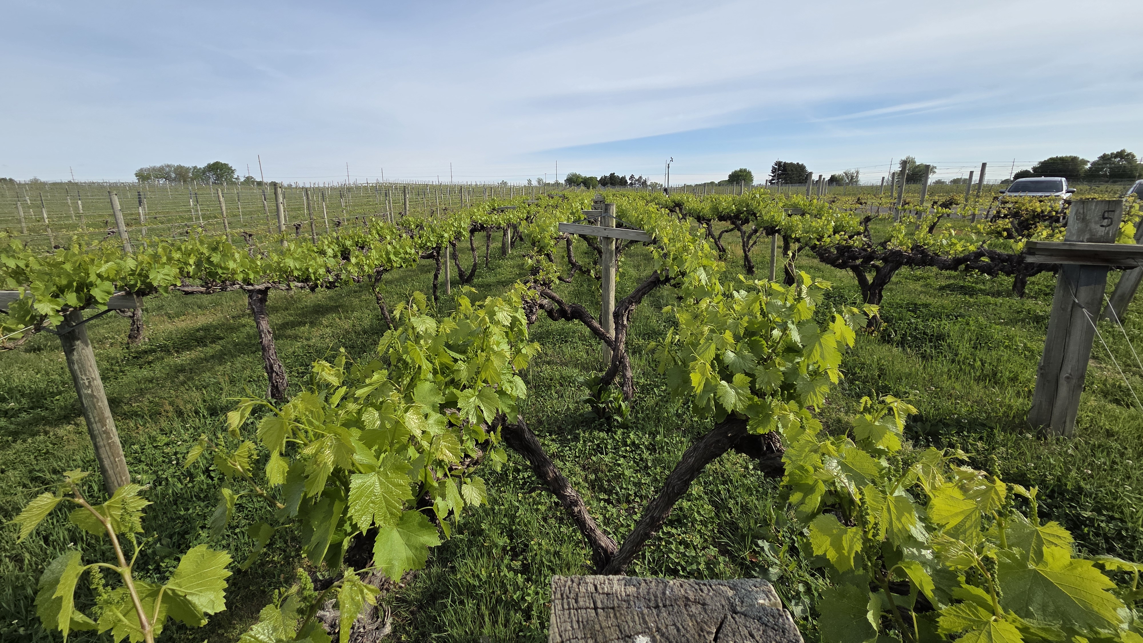A Concord grape vineyard.